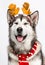 Alaskan Malamute dog in New Year