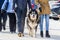 Alaskan malamute dog outdoor walking with owners. Sled dogs race festival in cold snow weather