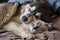 The Alaskan Malamute dog and Ragdoll cat form an inseparable bond