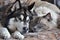 The Alaskan Malamute dog and Ragdoll cat form an inseparable bond