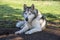 Alaskan Malamute dog relaxing in the outdoors on a sunny day at the park