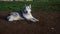 Alaskan malamute dog, running happy at the park