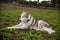 Alaskan malamute dog, running happy at the park