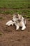 Alaskan malamute dog, running happy at the park