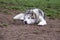 Alaskan malamute dog, running happy at the park