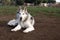 Alaskan malamute dog, running happy at the park