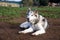 Alaskan malamute dog, running happy at the park