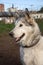 Alaskan malamute dog, running happy at the park