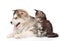 Alaskan malamute dog and small maine coon cat sitting in profile. isolated