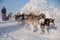 Alaskan malamute dogsled