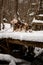 Alaskan Malamute with gray and white thick fur and harness elements on running along snow-covered wooden bridge