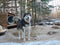 Alaskan Malamute is always happy to say hello!