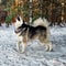 Alaskan Malamute Husky Dog