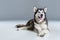 Alaskan Malamute lying on the floor, sticking the tongue out, on gray background