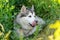 Alaskan malamute lying in shadow