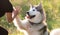 Alaskan malamute performing give paw trick