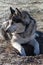 Alaskan Malamute playing on frozen ground