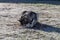 Alaskan Malamute playing on frozen ground