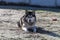 Alaskan Malamute playing on frozen ground