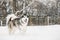 Alaskan Malamute Playing Outdoor In Snow, Winter Season. Playful