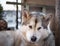 Alaskan Malamute portrait in a balcony