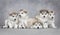 Alaskan malamute puppies