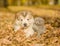 Alaskan malamute puppy and baby kitten in autumn park