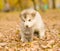 Alaskan malamute puppy embracing cute kitten in autumn park