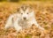 Alaskan malamute puppy embracing cute kitten in autumn park