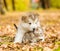 Alaskan malamute puppy hugging cute tabby kitten in autumn park