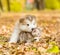 Alaskan malamute puppy hugging cute tabby kitten in autumn park