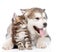 Alaskan malamute puppy hugging maine coon kitten. isolated on white