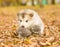 Alaskan malamute puppy hugging two tiny kittens in autumn park