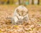 Alaskan malamute puppy hugging two tiny kittens in autumn park