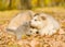Alaskan malamute puppy kissing kitten in autumn park
