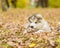 Alaskan malamute puppy licking cute tabby kitten in autumn park