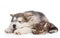 Alaskan malamute puppy and maine coon kitten sleeping together. isolated on white