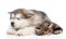 Alaskan malamute puppy and maine coon kitten sleeping together. isolated on white