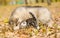 Alaskan malamute puppy playing with tabby kitten on the autumn foliage in the park