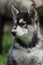Alaskan malamute puppy portrait