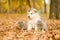 Alaskan malamute puppy sitting with two tiny kittens in autumn p