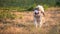 Alaskan malamute running
