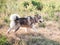 Alaskan malamute running on sunny field