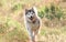 Alaskan malamute running on sunny field