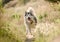 Alaskan malamute running on sunny field