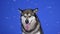 Alaskan Malamute sits with an open mouth in the studio on a blue background. Soap bubbles fly around the pet, and the