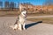 Alaskan Malamute Sitting on the Ground. Ruins of Old Building. Open Mouth