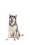 Alaskan Malamute sitting and looking at the camera, sticking the tongue out, isolated on white