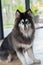 Alaskan Malamute sitting and looking for people