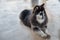 Alaskan Malamute sitting and looking for people